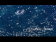 Hauraki Gulf Gannets, Dophins and a Whale, Aerial 2706